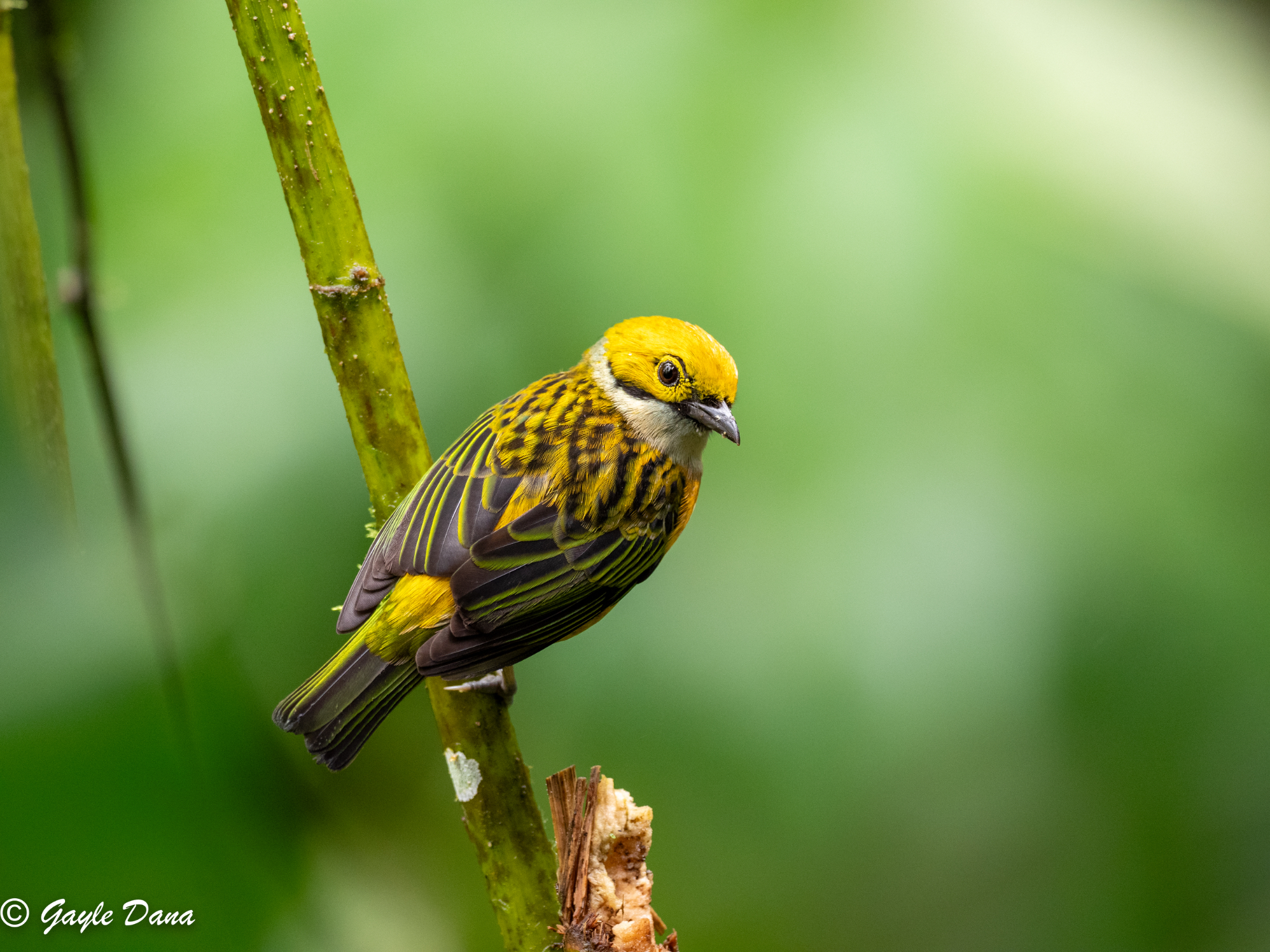 Silver throated Tanager